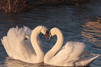 Two white swans forming heart shape on lake