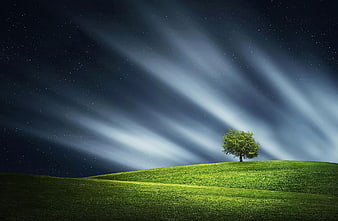 Lone tree on green hill under starry night sky with light rays