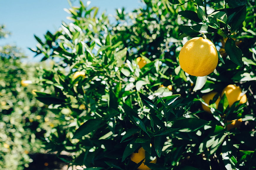 Ripe yellow lemons hanging on a sunny tree branch