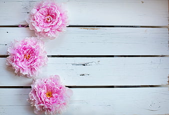 Pink Peonies on White Wooden Background