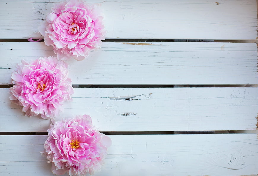 Pink Peonies on White Wooden Background