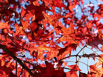 Vibrant Red Oak Leaves Against Blue Sky in Autumn