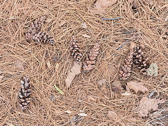 Pinecones on Bed of Dry Pine Needles