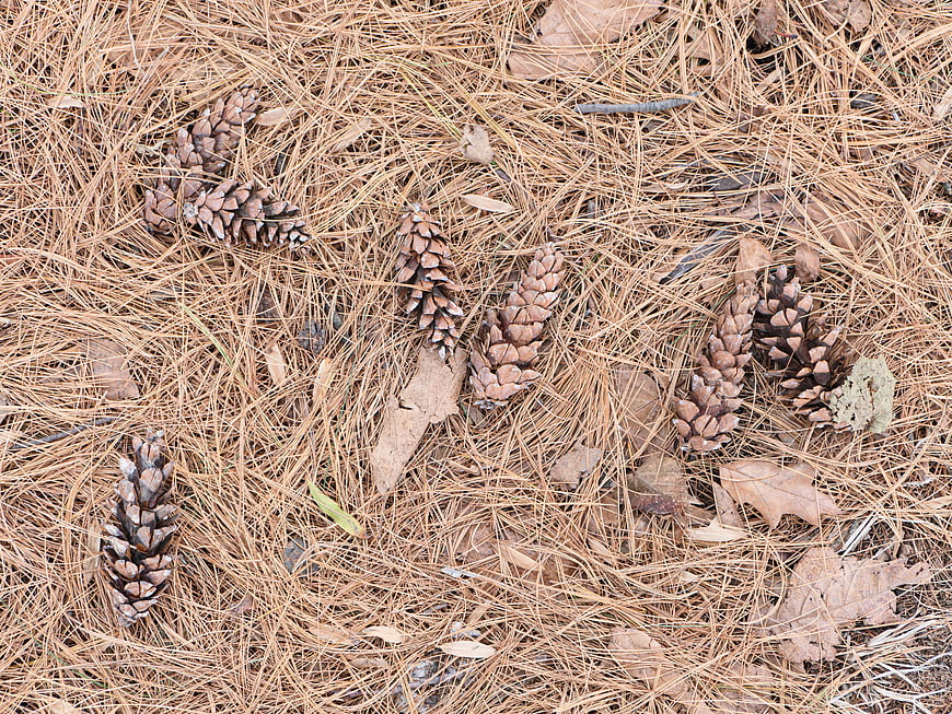 Pinecones on Bed of Dry Pine Needles