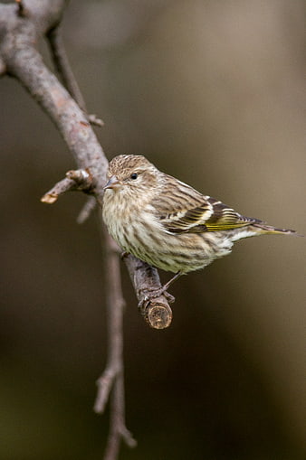 Pine Siskin perched on a bare branch in nature