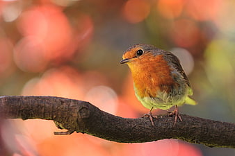 European Robin perched on branch with autumn bokeh background
