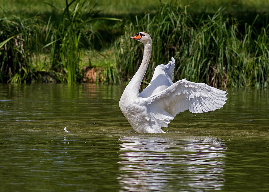 White Swan Spreading Wings on Green Lake