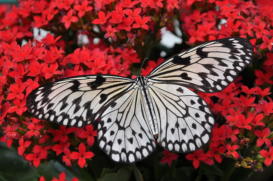 Black and White Butterfly on Red Flowers Close Up