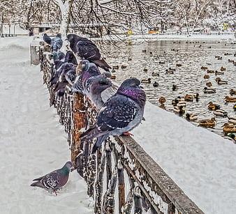 Pigeons on snowy railing by frozen lake with ducks