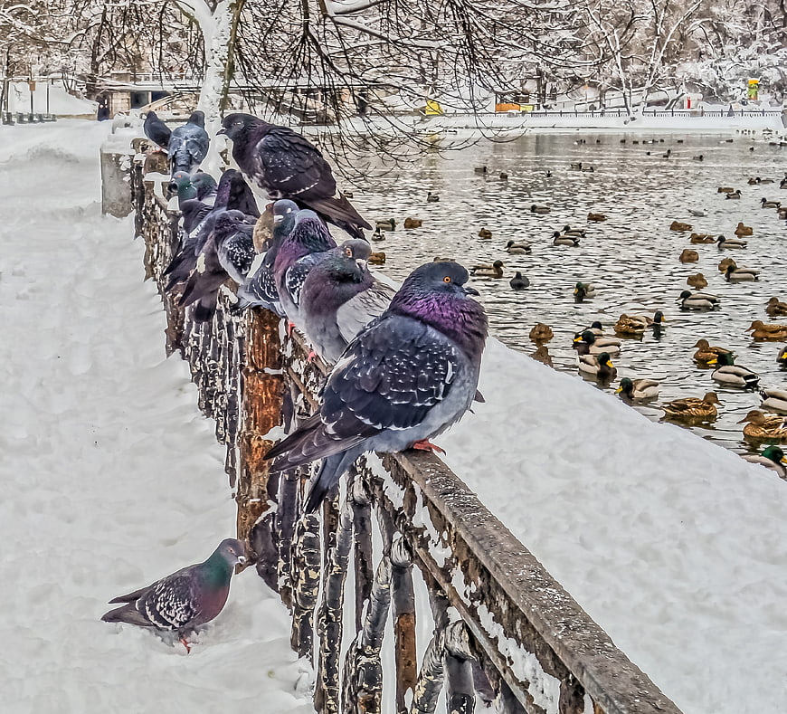 Pigeons on snowy railing by frozen lake with ducks