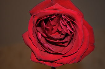 Close-up of a vibrant red rose with detailed petals