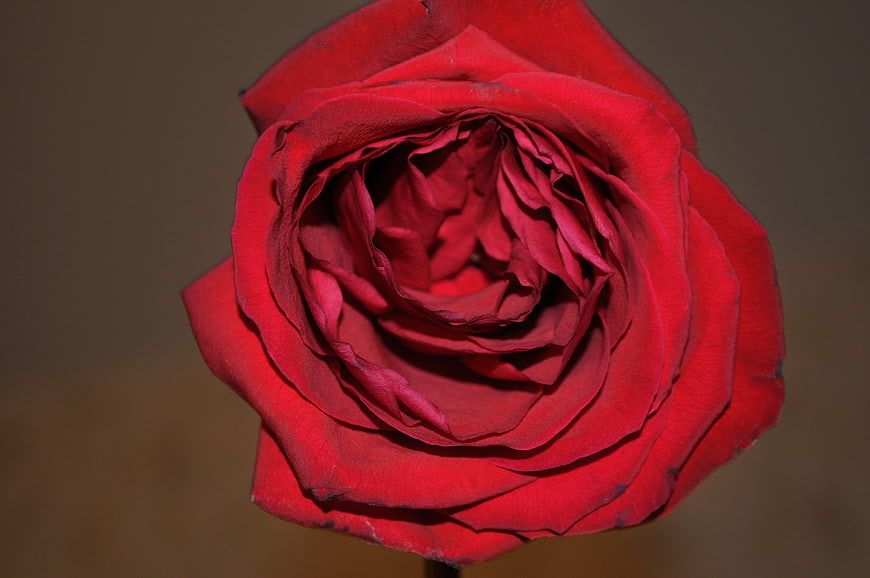 Close-up of a vibrant red rose with detailed petals