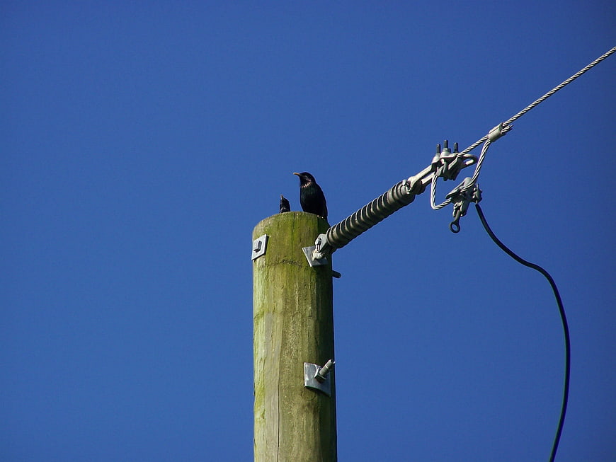 Black bird perched on wooden utility pole against blue sky
