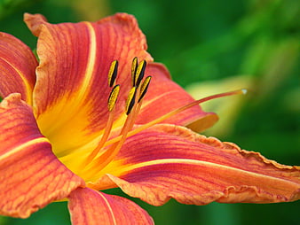 Close-up of vibrant orange and yellow daylily flower