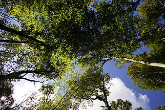 Low angle view of tall forest trees against blue sky