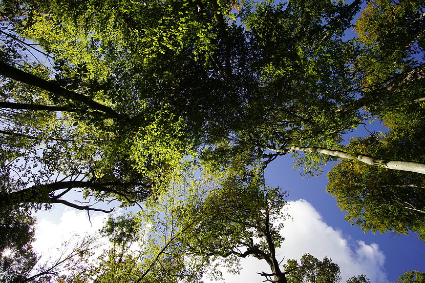 Low angle view of tall forest trees against blue sky