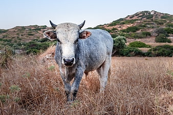 Grey Cow Standing in Dry Grass Field with Hills