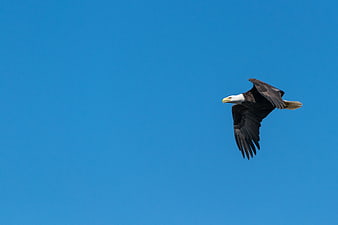 Bald Eagle Soaring Against Clear Blue Sky