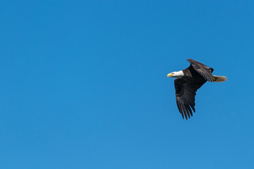 Bald Eagle Soaring Against Clear Blue Sky
