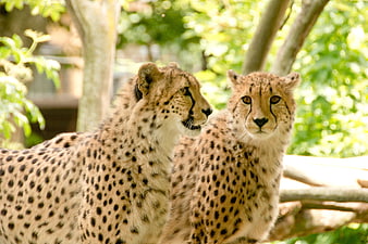 Two Cheetahs Resting Together In A Lush Green Forest Environment