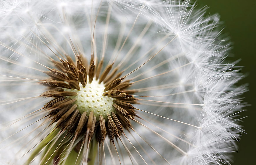 Macro Photography of White Dandelion Seed Head