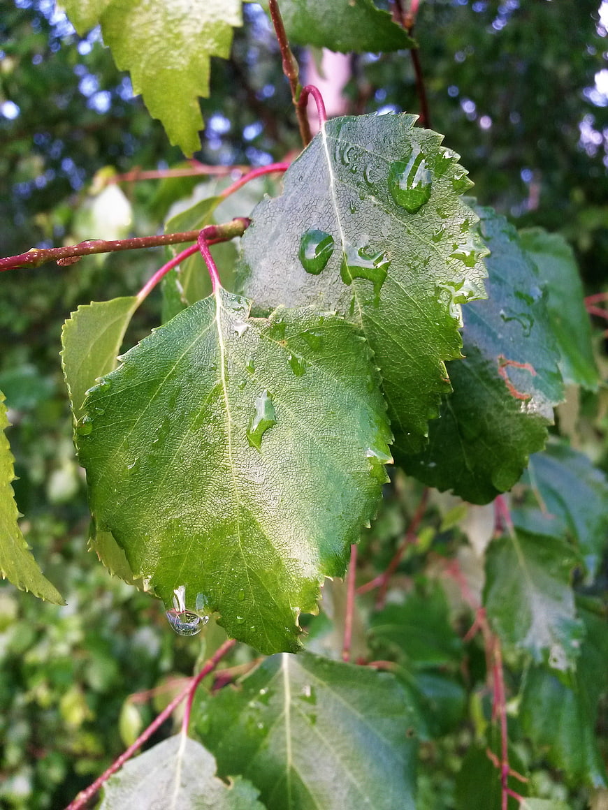 Close-up of wet green birch leaves with water droplets