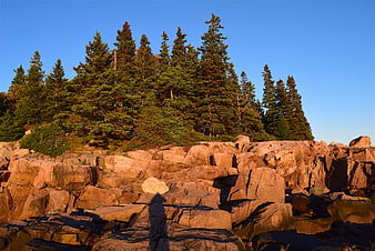 Golden hour sunlight on rocky Maine coastline with pine trees