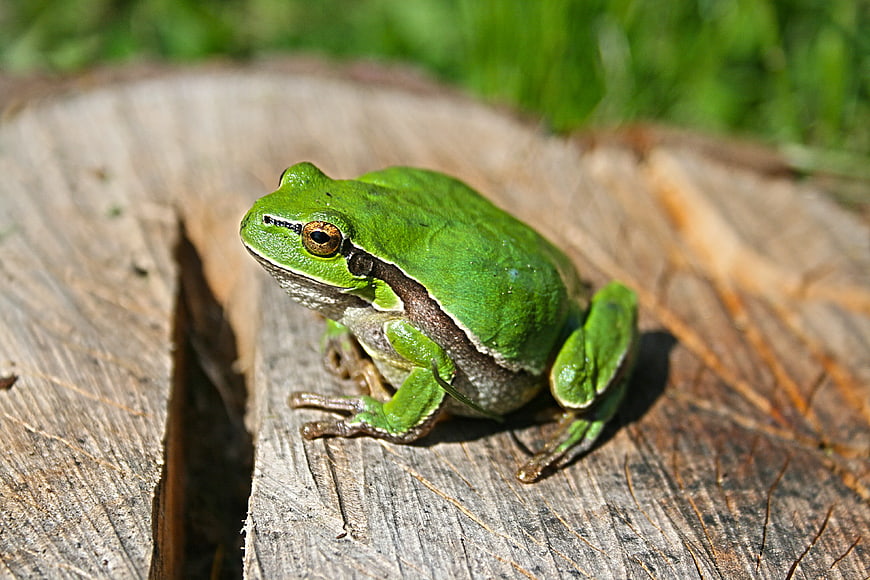 Green Tree Frog on Weathered Wood Stump