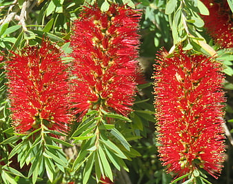 Vibrant Red Bottle Brush Flowers in Full Bloom