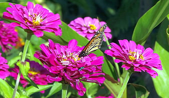 Monarch Butterfly on Pink Zinnia Flower in Garden
