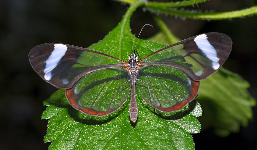 Glasswing Butterfly on Green Leaf Close Up