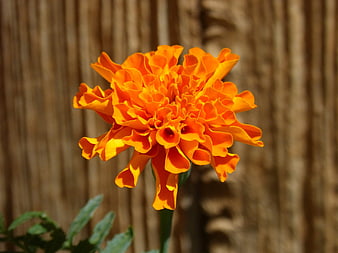 Vibrant Orange Marigold Flower Against Blurred Wooden Fence