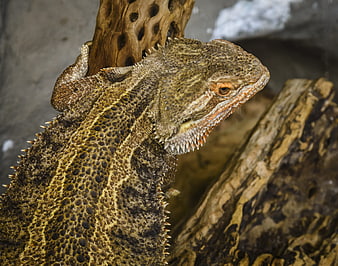 Close-up of a Bearded Dragon Lizard on Wood