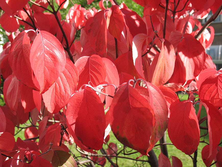 Vibrant Red Dogwood Leaves in Autumn Sunlight