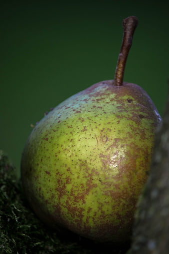 Close-up of a green pear with brown speckles on moss