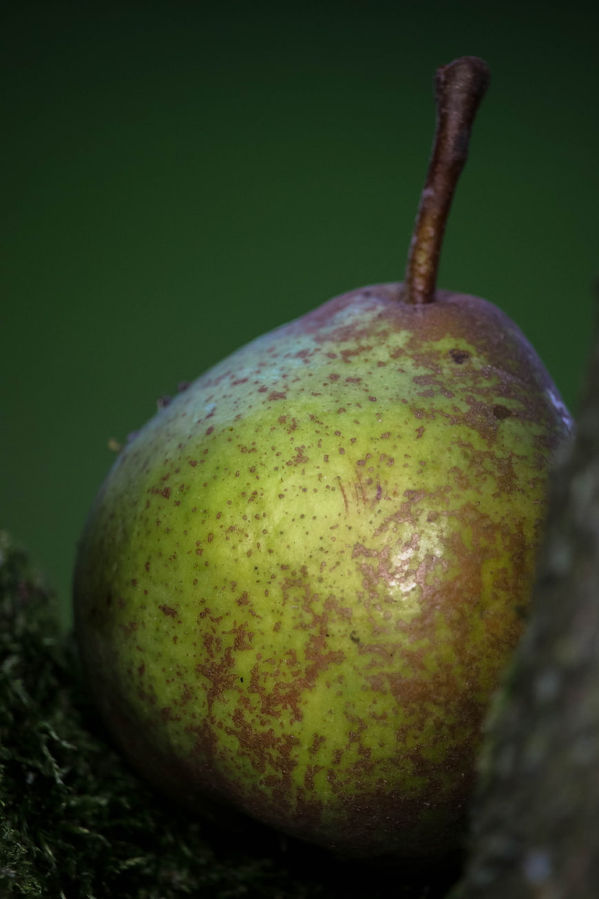 Close-up of a green pear with brown speckles on moss