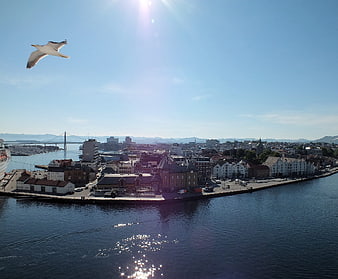 Seagull Flying Over Stavanger Harbor and Cityscape