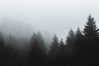 Misty Pine Forest Landscape with Foggy Atmosphere