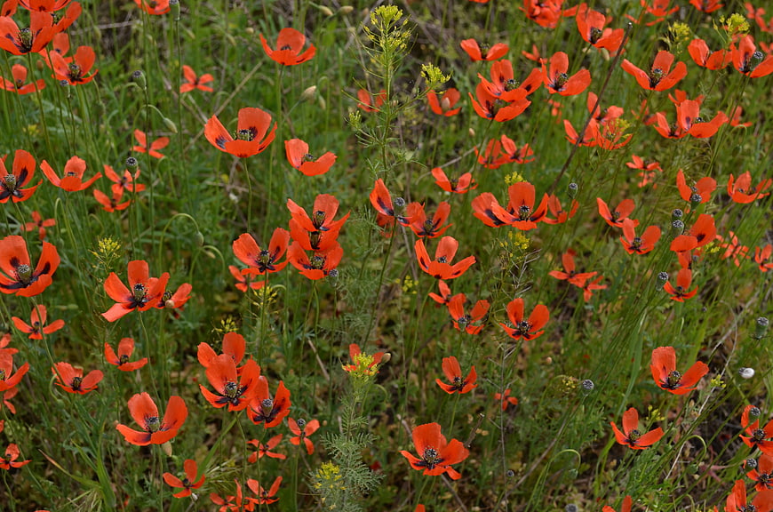 Vibrant red poppies blooming in a green meadow