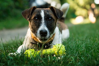 Cute Brown and White Dog with Yellow Toy on Grass