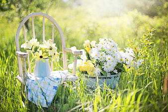 Vintage Chair with Daisies and Flowers in Sunny Garden
