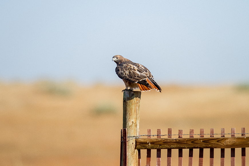 Red-tailed Hawk Perched on Wooden Fence Post
