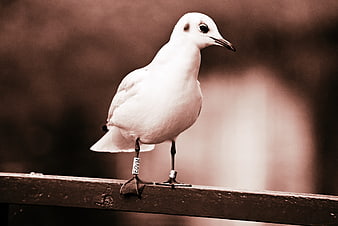 Seagull with leg band perched on a wooden rail in sepia tones