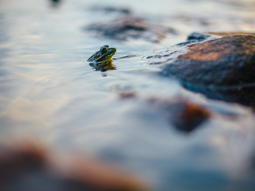 Green frog head peeking out of calm water near rocks