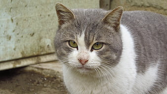 Close-up portrait of a gray and white cat with green eyes