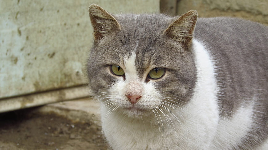 Close-up portrait of a gray and white cat with green eyes