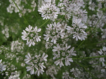 Close-up of delicate white coriander flowers on green stems