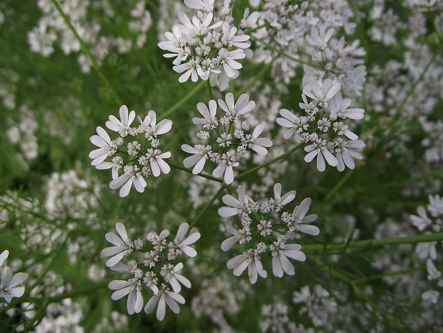 Close-up of delicate white coriander flowers on green stems
