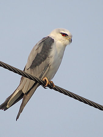 Black-shouldered Kite perched on wire against blue sky