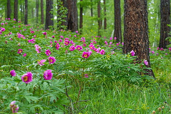 Wild Pink Peonies Blooming In Lush Green Larch Forest Undergrowth